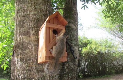 Baby squirrel on a tree house
