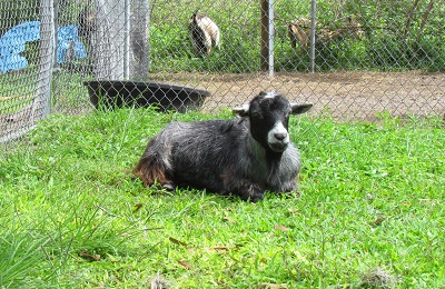 goat laying in grass