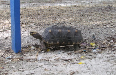 tortoise with a shell pyramiding